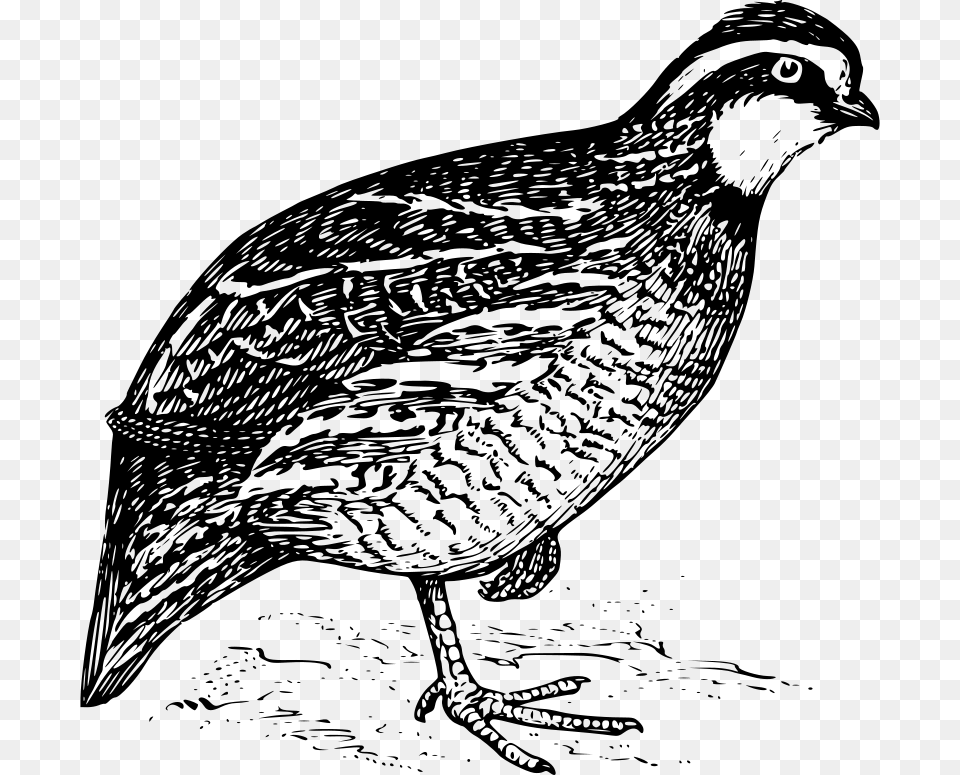 Papapishu Bobwhite, Gray Free Png