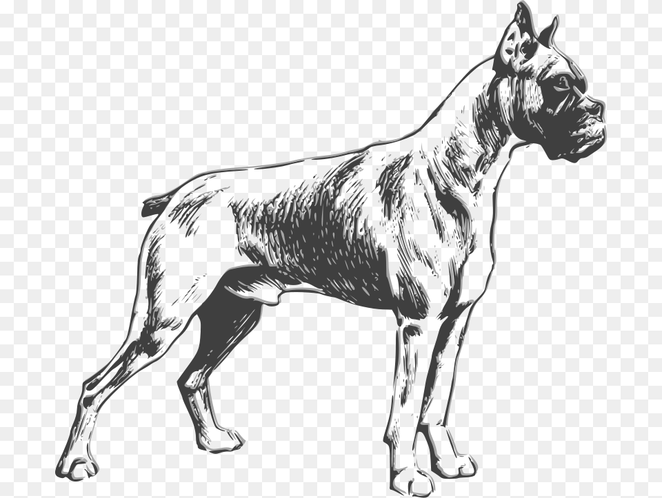 Papapishu Boxer, Animal, Canine, Mammal, Dog Png Image