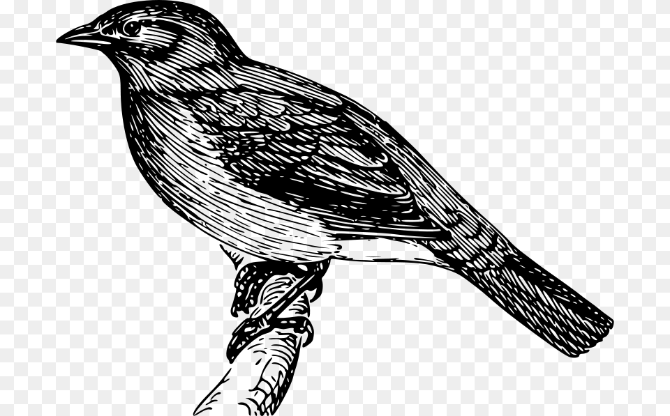 Papapishu Bulbul, Gray Free Transparent Png