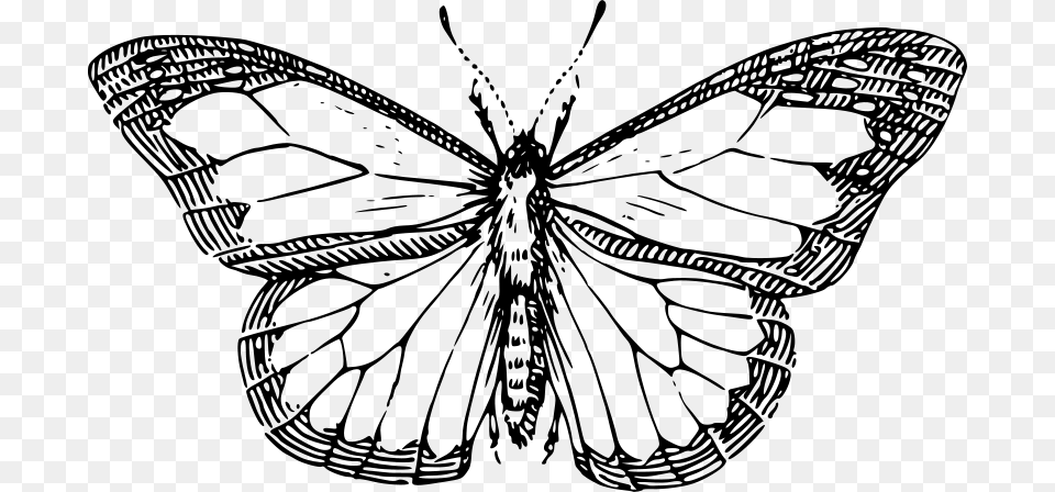 Papapishu Butterfly, Gray Free Transparent Png