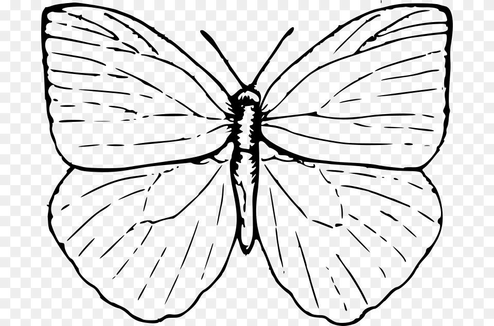 Papapishu Butterfly, Gray Png Image