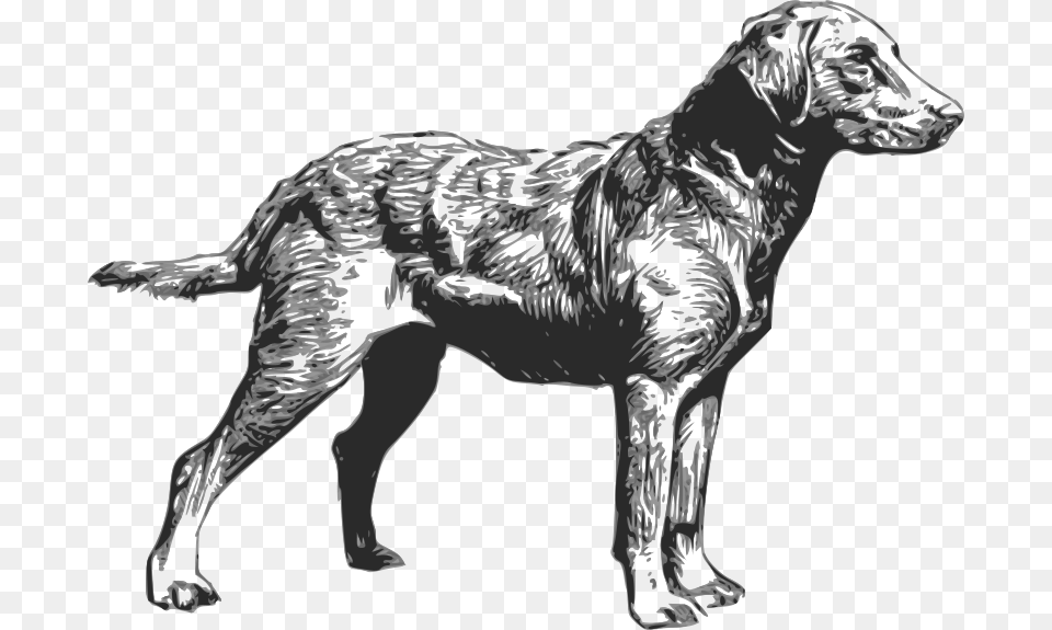 Papapishu Chesapeake Bay Retriever, Animal, Canine, Mammal, Pet Free Png