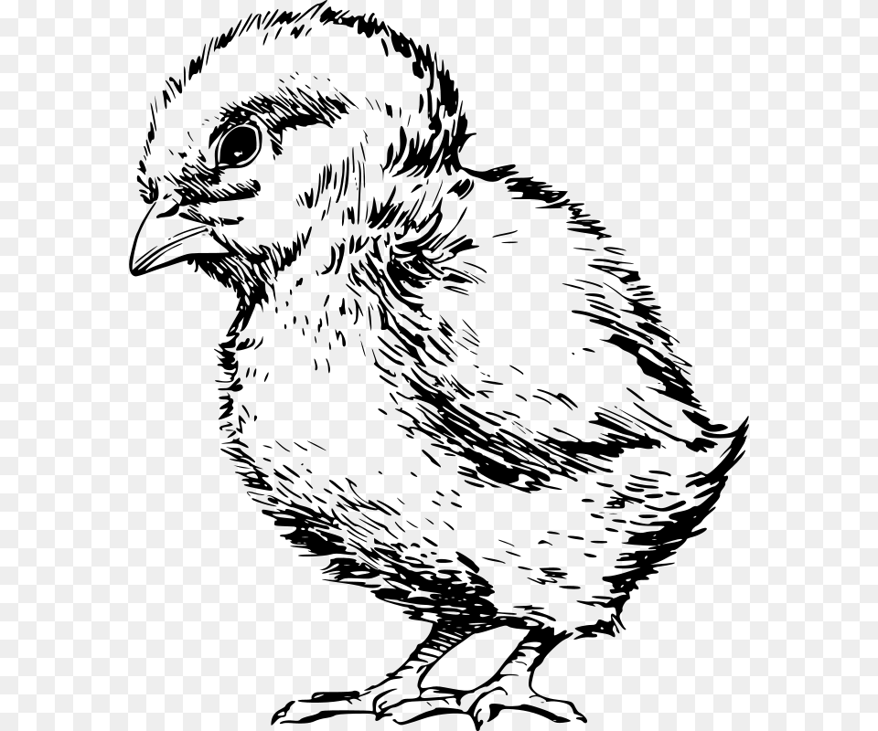 Papapishu Chick, Gray Png