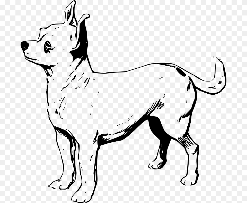 Papapishu Chihuahua, Gray Free Transparent Png