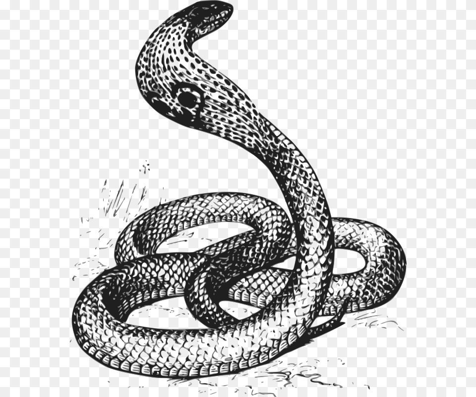 Papapishu Cobra Grayscale, Animal, Reptile, Snake Free Png Download