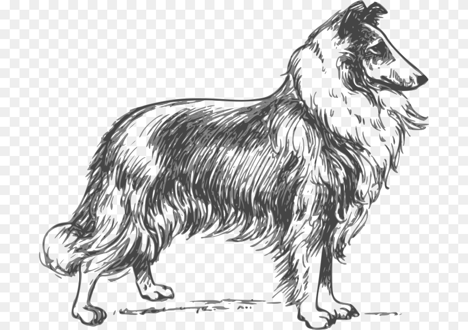 Papapishu Collie Grayscale, Animal, Mammal, Wolf, Dinosaur Free Transparent Png