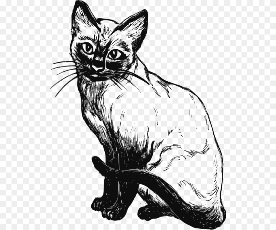 Papapishu Siamese Cat, Animal, Mammal, Pet, Art Free Png