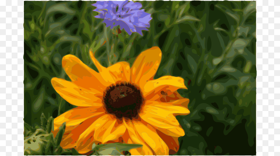 Papapishu Spider Flower, Daisy, Plant, Petal, Sunflower Png