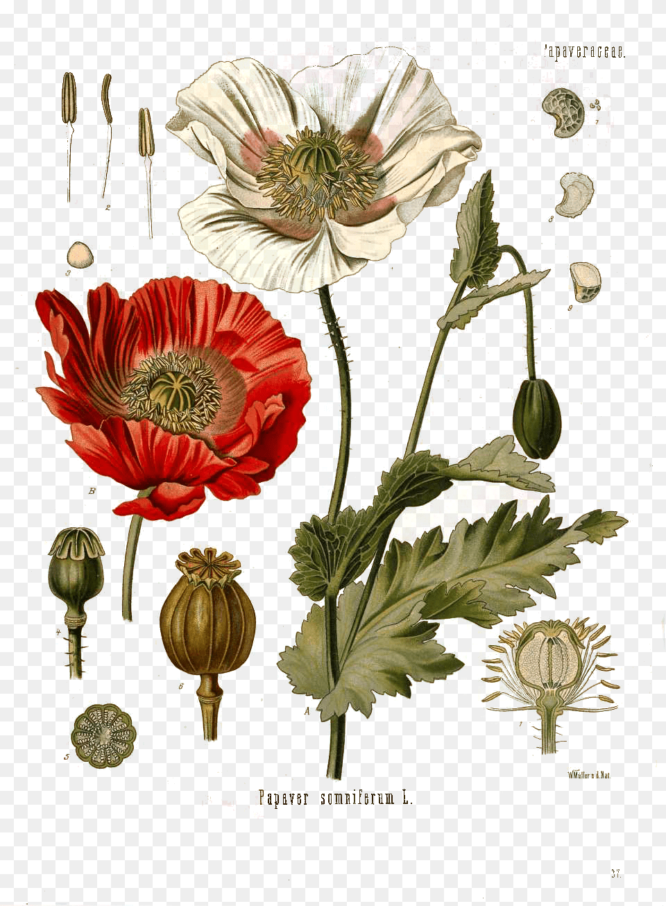 Papaver Somniferum L Vintage Poppy Print, Herbal, Plant, Flower, Herbs Png
