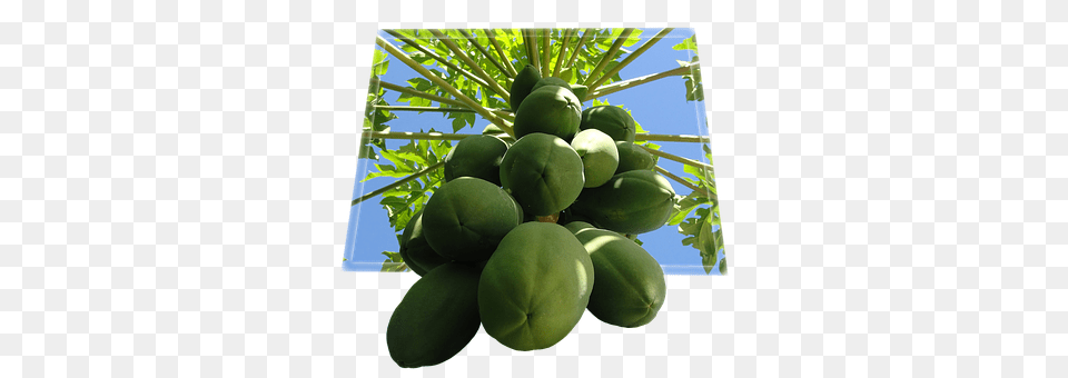Papaya Food, Fruit, Plant, Produce Png