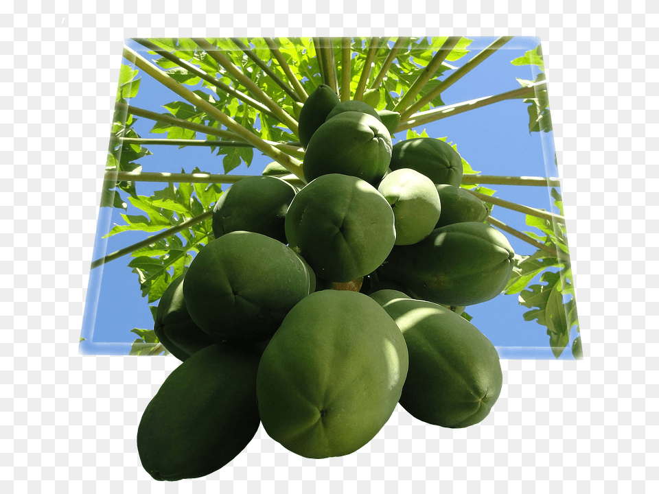 Papaya Food, Fruit, Plant, Produce Free Png