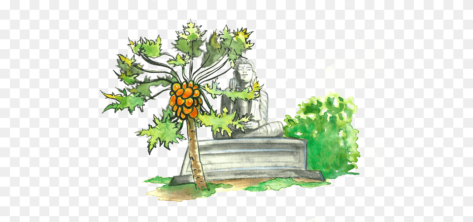 Papaya The Golden Fruit Of The Tropics Tree Papaya Cartoon, Art, Plant, Painting, Leaf Png Image