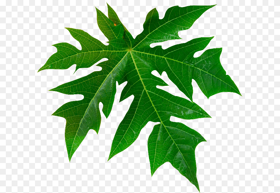 Papaya Tree Rooms Are Well Furnished Comfortable Vector Papaya Leaves, Leaf, Plant, Maple Png Image