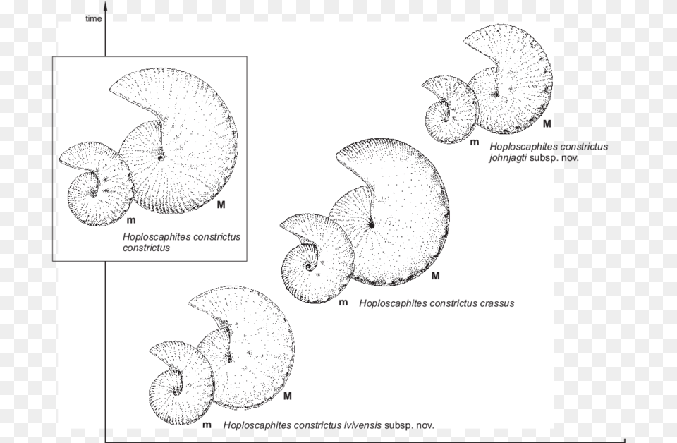 Paper And Sheets For Line Art, Animal, Insect, Invertebrate, Clam Free Transparent Png