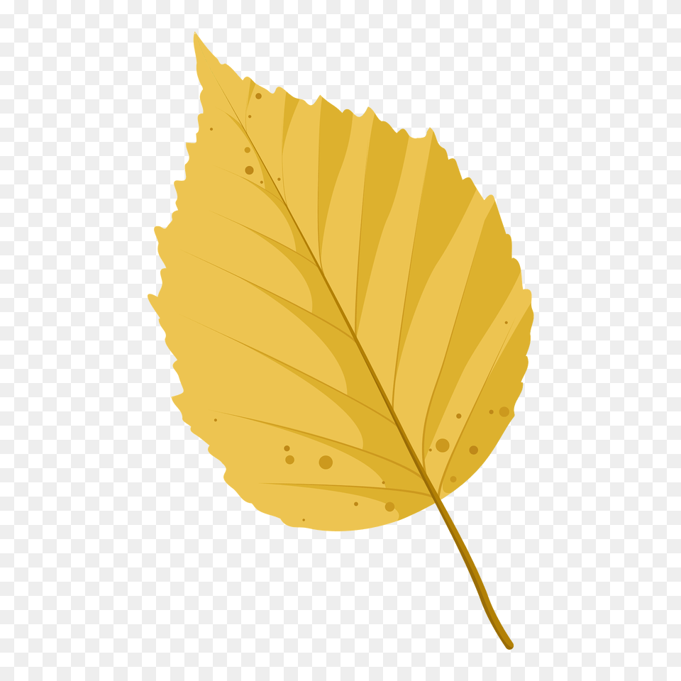 Paper Birch Autumn Leaf Clipart, Plant, Tree Free Transparent Png