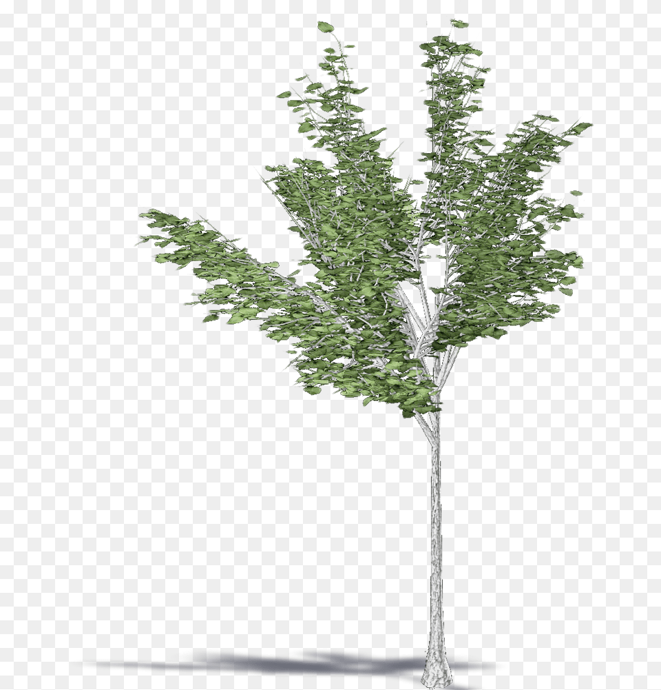 Paper Birch Canoe Birch Paper Birch, Plant, Tree, Conifer Free Transparent Png