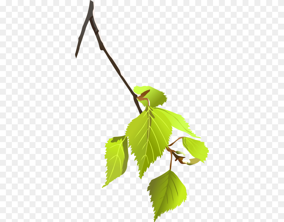 Paper Birch Leaf Tree Branch Computer Icons, Plant, Person, Herbal, Herbs Free Png