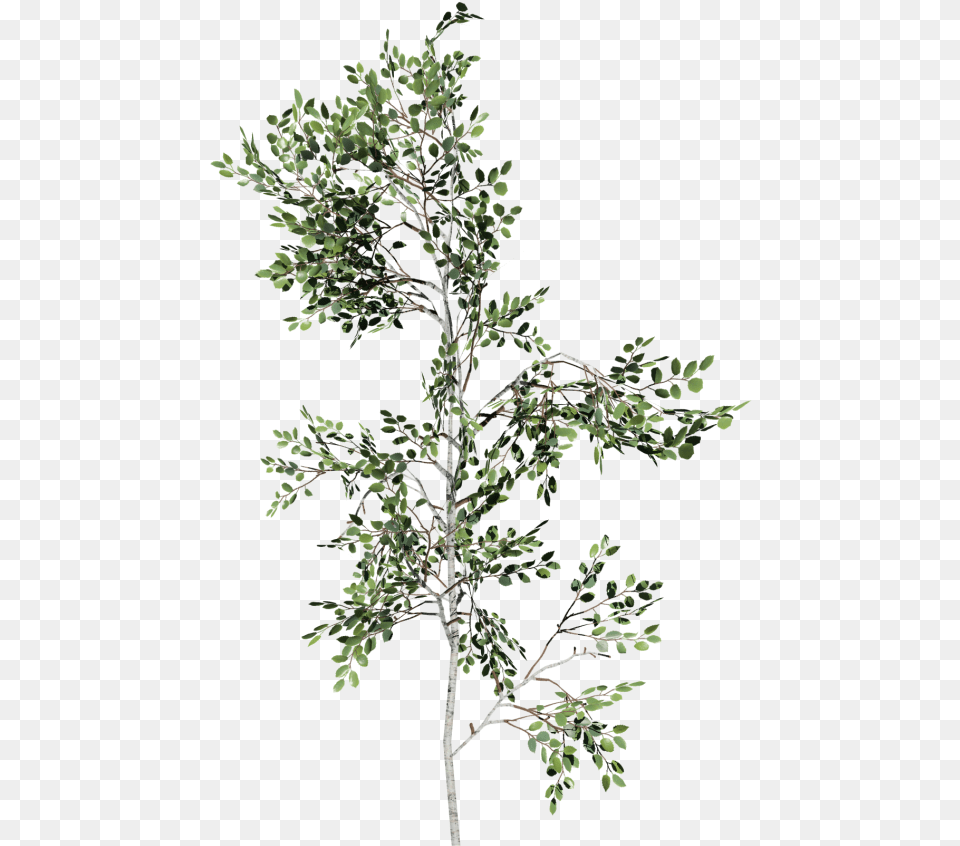 Paper Birch Sapling Birch Sapling, Leaf, Plant, Tree, Potted Plant Free Png