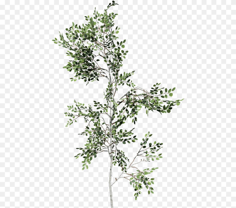 Paper Birch Sapling Small Birch Sapling, Leaf, Plant, Tree, Potted Plant Png