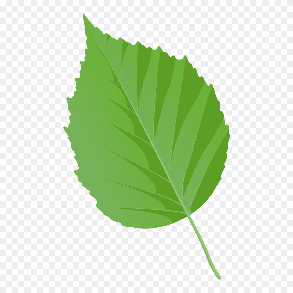 Paper Birch Spring Leaf Clipart, Plant, Tree Free Transparent Png