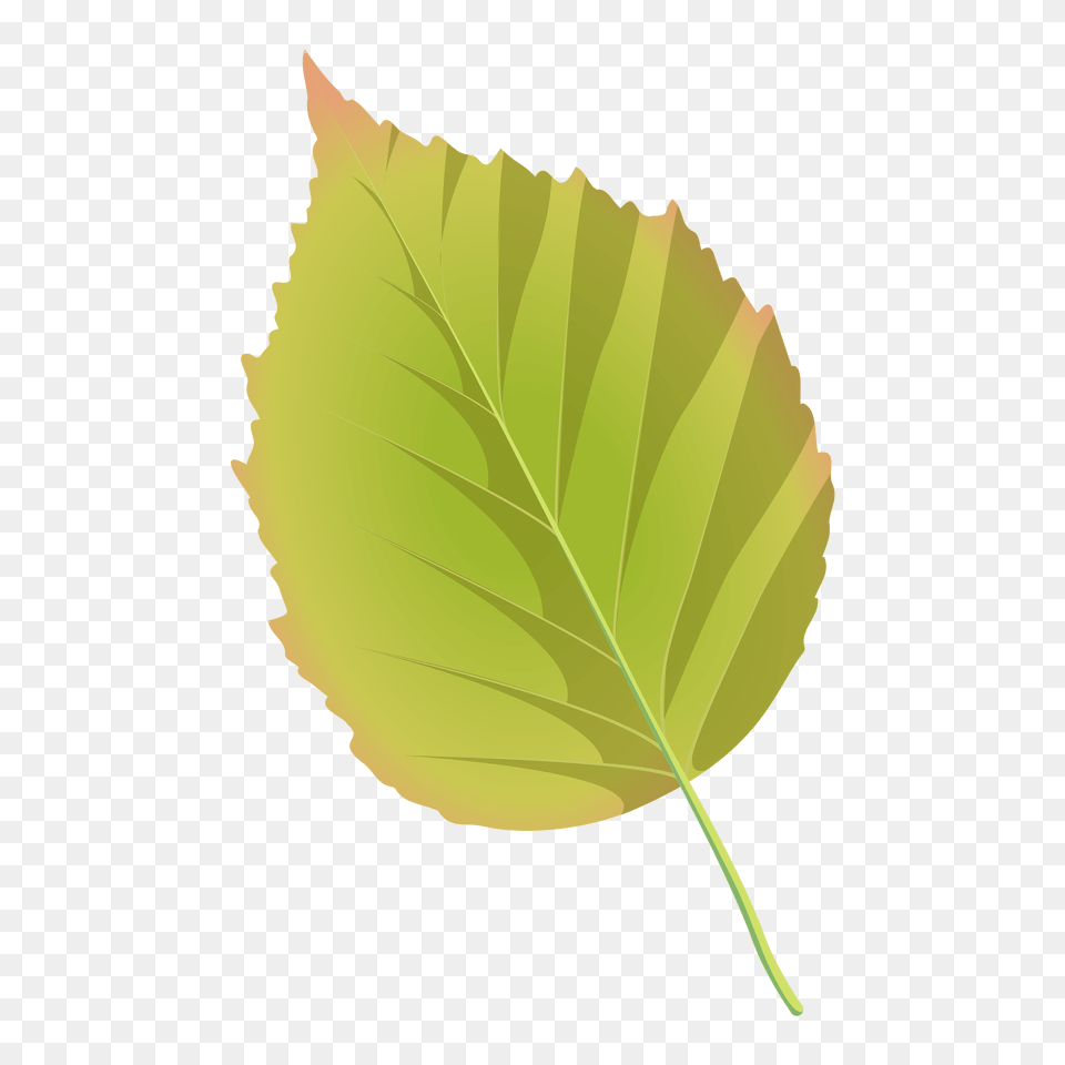 Paper Birch Summer Leaf Clipart, Plant, Tree Free Png Download