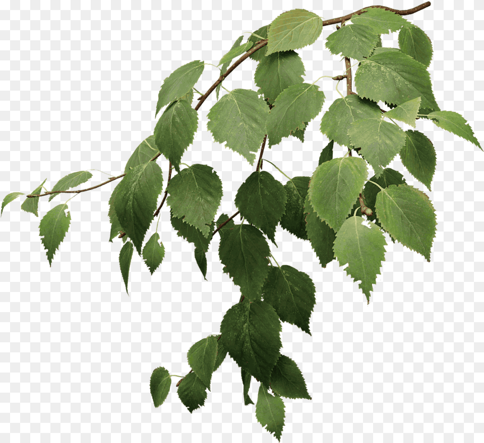Paper Birch The Grove Trees Birch Tree Leaves, Leaf, Plant, Herbal, Herbs Free Transparent Png