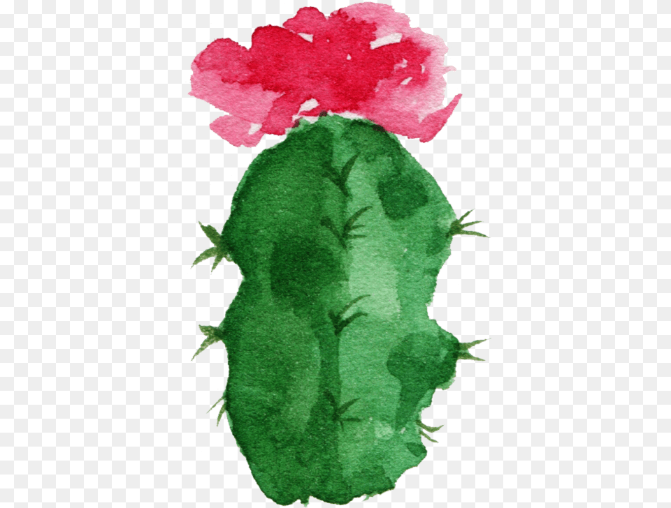 Paper Cactaceae Watercolor Painting Succulent Plant, Flower, Baby, Person, Cactus Png Image