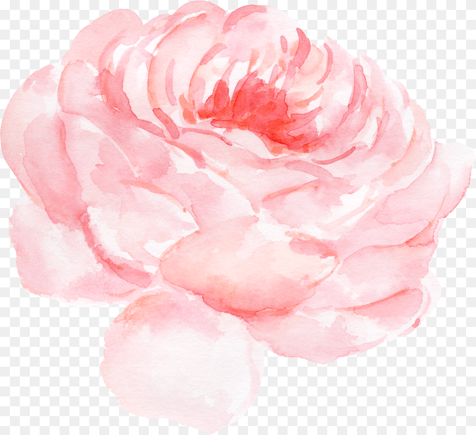 Paper Centifolia Roses Watercolor Painting Clip Art Peony Watercolor Pink, Flower, Petal, Plant, Rose Free Png
