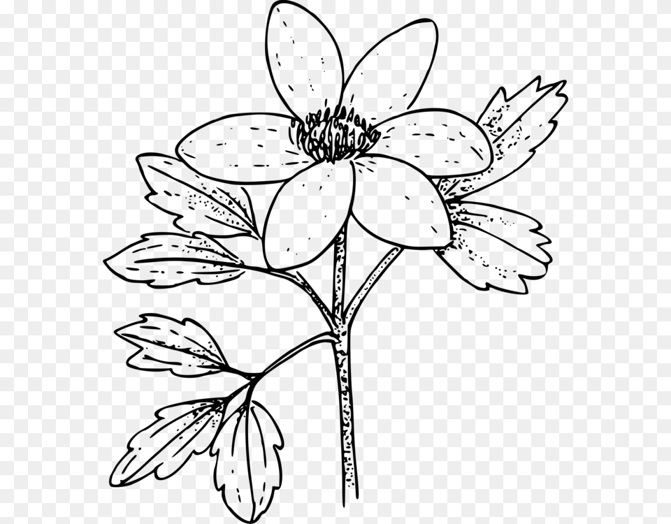 Paper Flower Canada Anemone Japanese Anemone Drawing Paper Flowwer In Drawing, Gray Free Transparent Png