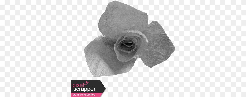 Paper Flower Template 010 Graphic Flower Paper Texture, Petal, Rose, Plant, Wedding Png