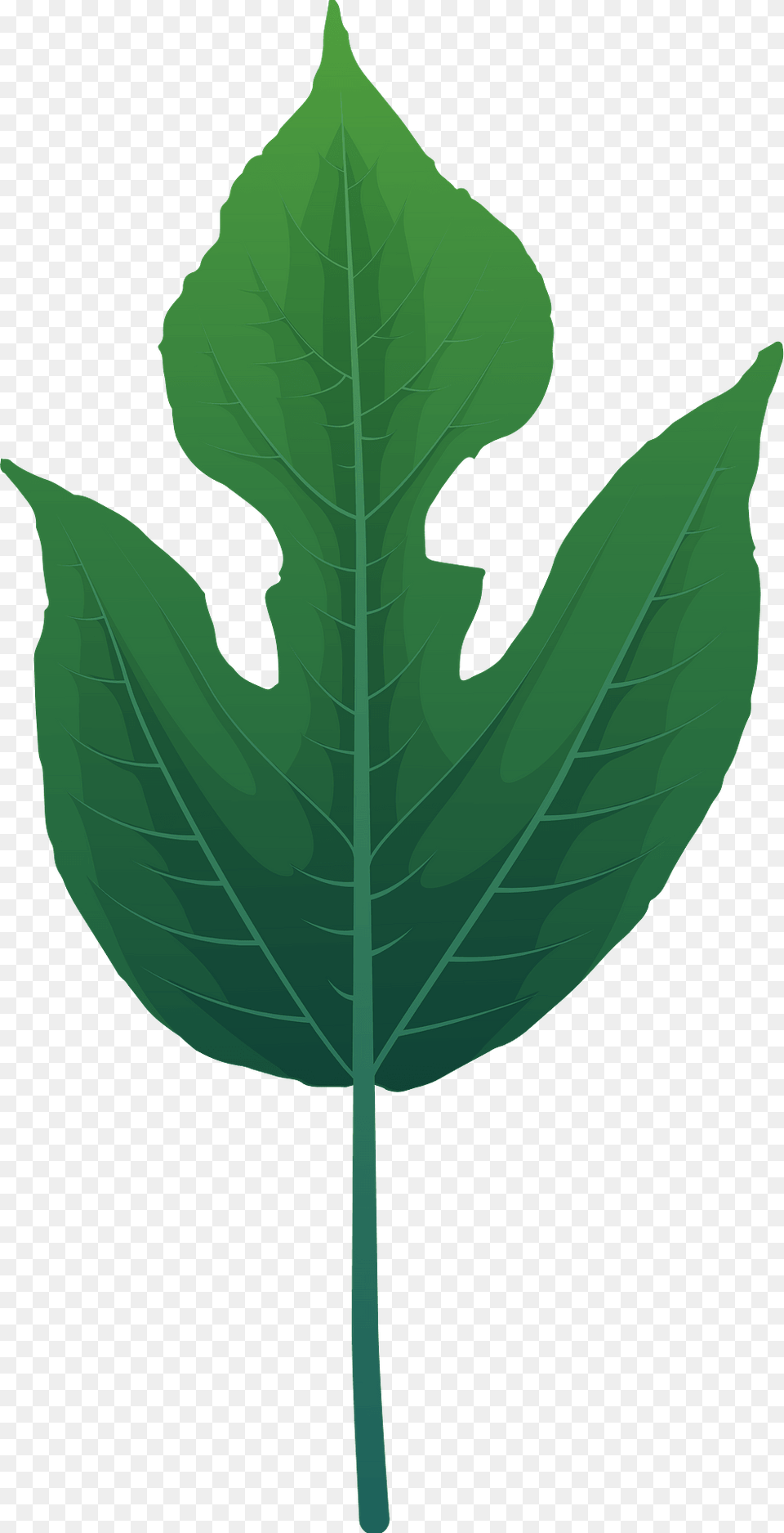 Paper Mulberry Spring Leaf Clipart, Plant Png