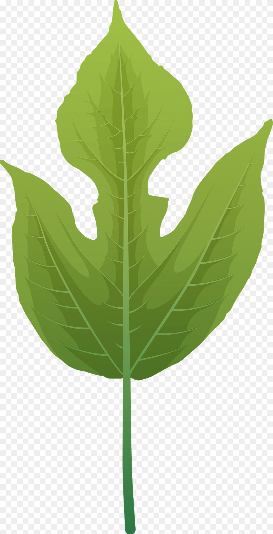 Paper Mulberry Summer Leaf Clipart, Plant Png