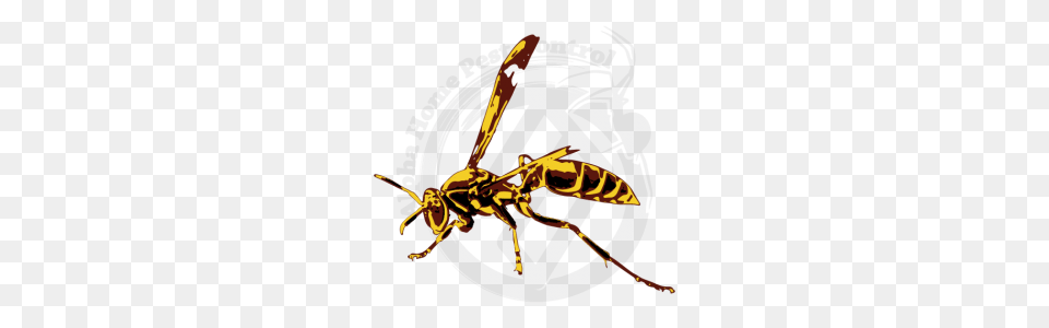 Paper Wasp, Animal, Bee, Insect, Invertebrate Free Transparent Png