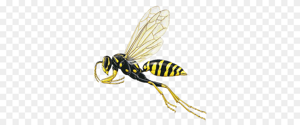 Paper Wasp Prevention Exterminators, Animal, Bee, Insect, Invertebrate Png Image