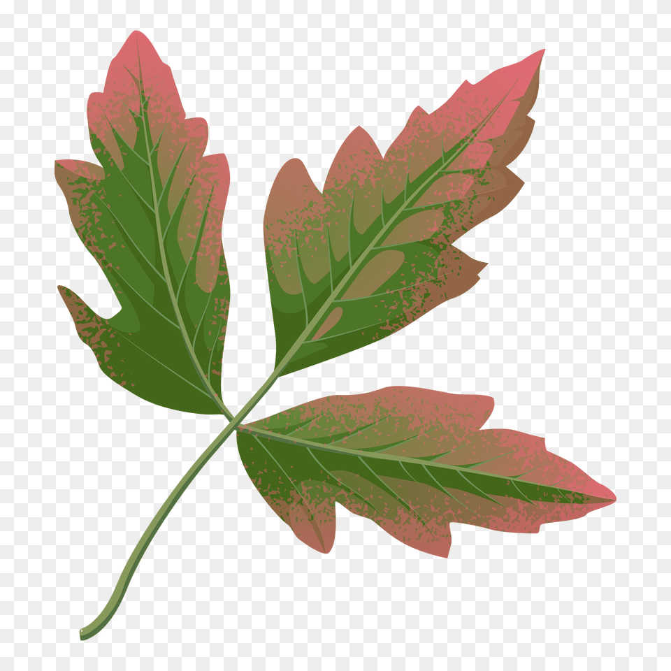 Paperbark Maple Autumn Leaf Clipart, Plant, Tree, Maple Leaf Free Png Download