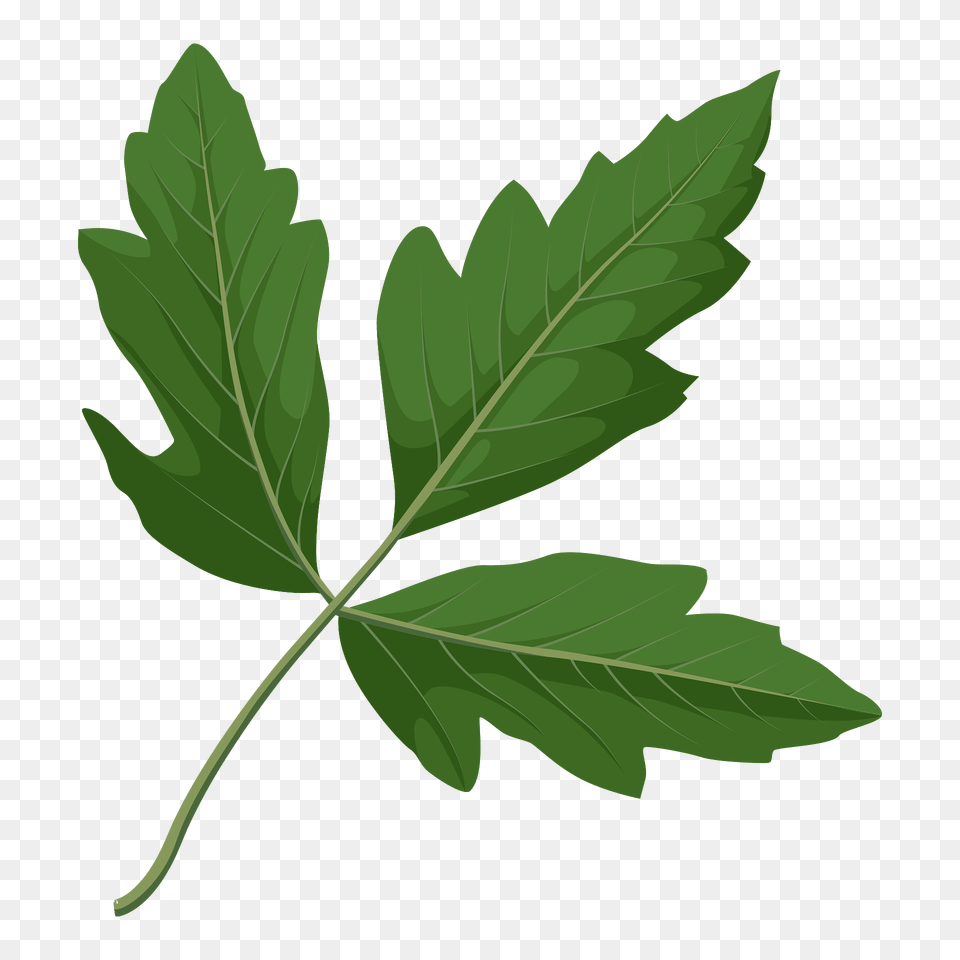 Paperbark Maple Green Leaf Clipart, Plant, Tree, Maple Leaf Png