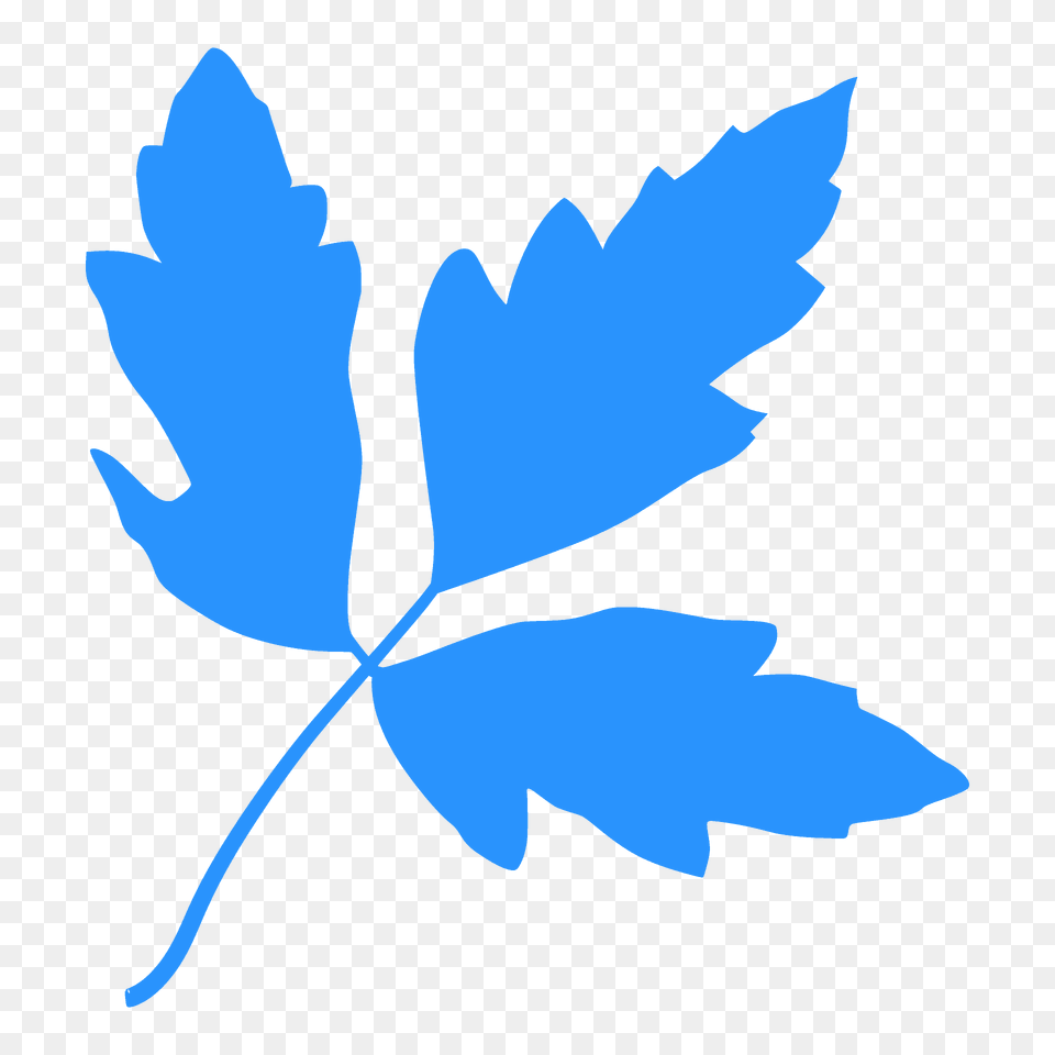 Paperbark Maple Green Leaf Silhouette, Plant, Maple Leaf, Animal, Fish Free Png