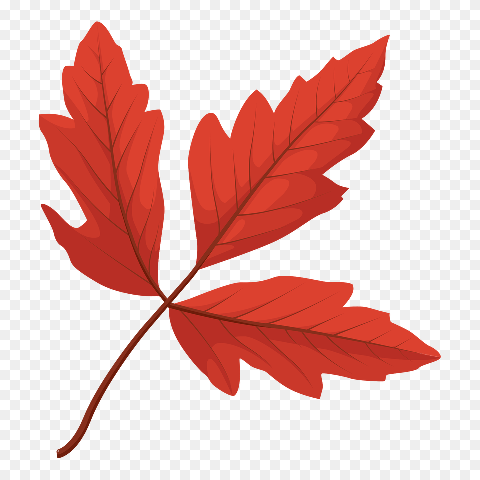 Paperbark Maple Red Leaf Clipart, Plant, Tree, Maple Leaf Free Transparent Png