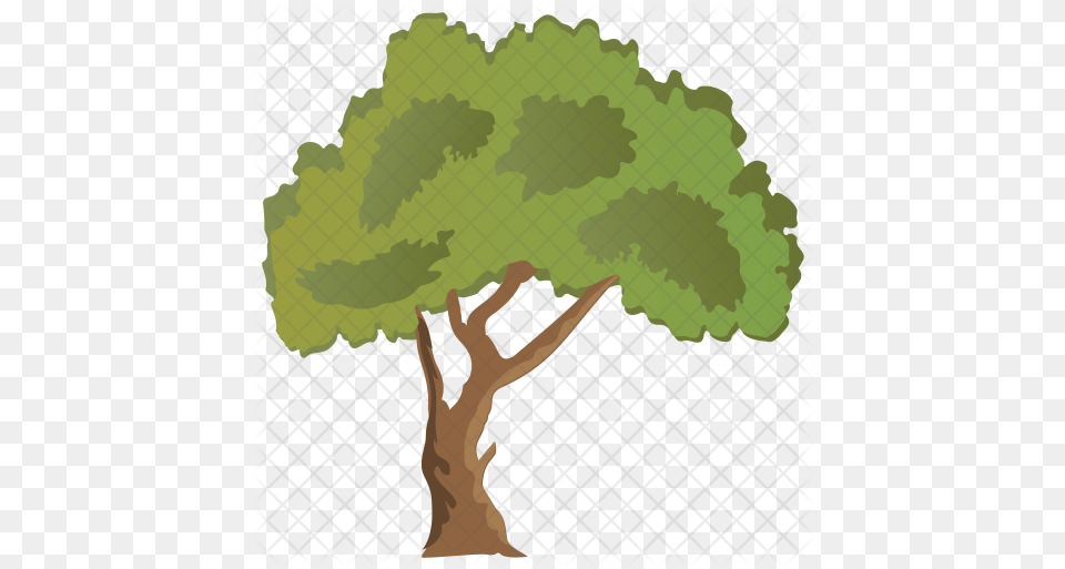 Paperbark Maple Tree Icon Of Flat Style Restaurante Marisco, Potted Plant, Oak, Plant, Sycamore Free Transparent Png