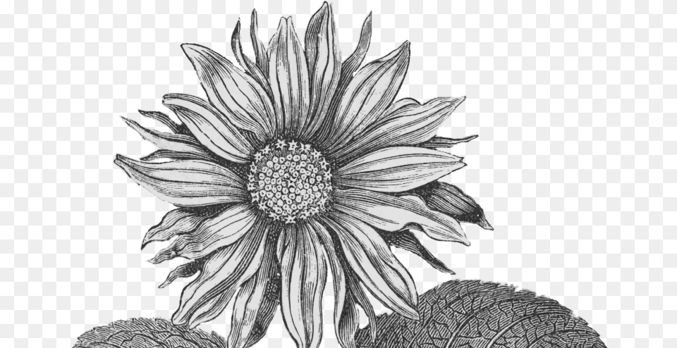 Paperesse Vintage Sunflower Imageu2014friday Freebie Sunflower Black And White, Art, Daisy, Flower, Plant Free Transparent Png