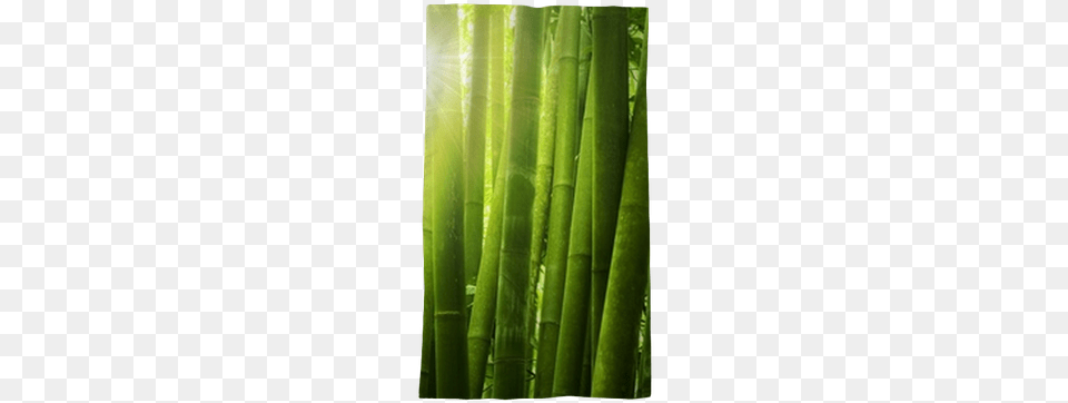 Papier Peint Soleil Et Bambou Dimension, Bamboo, Plant Png Image