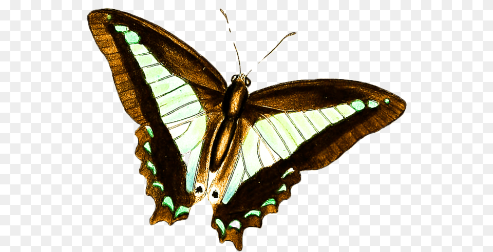 Papilio, Animal, Butterfly, Insect, Invertebrate Free Png Download