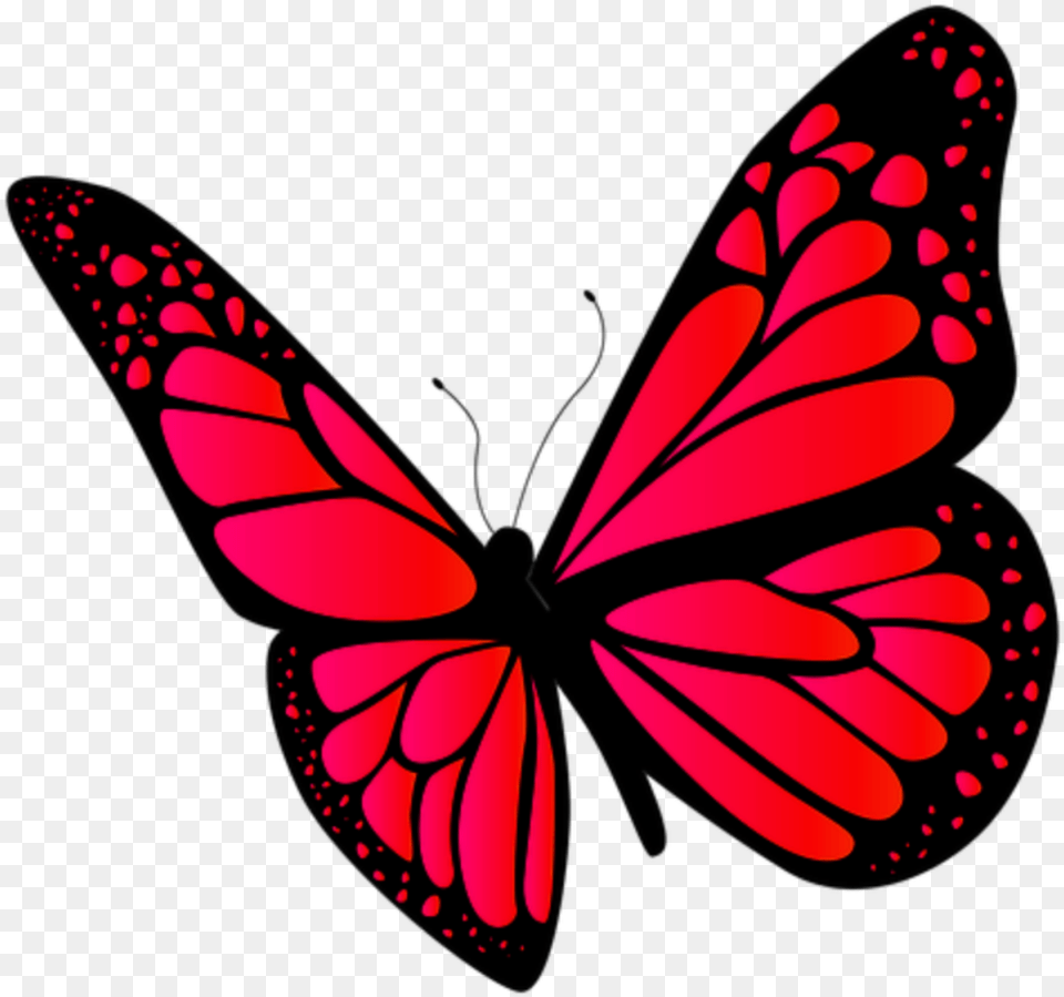 Papilio, Animal, Butterfly, Insect, Invertebrate Free Transparent Png