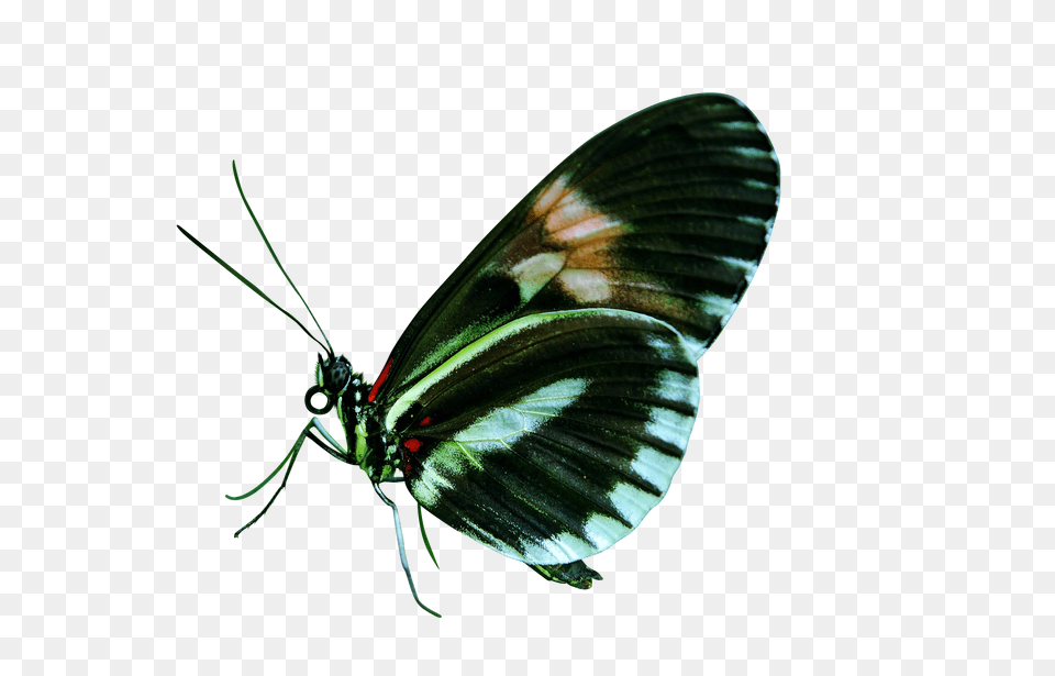 Papilio Clip, Animal, Insect, Invertebrate, Butterfly Free Transparent Png