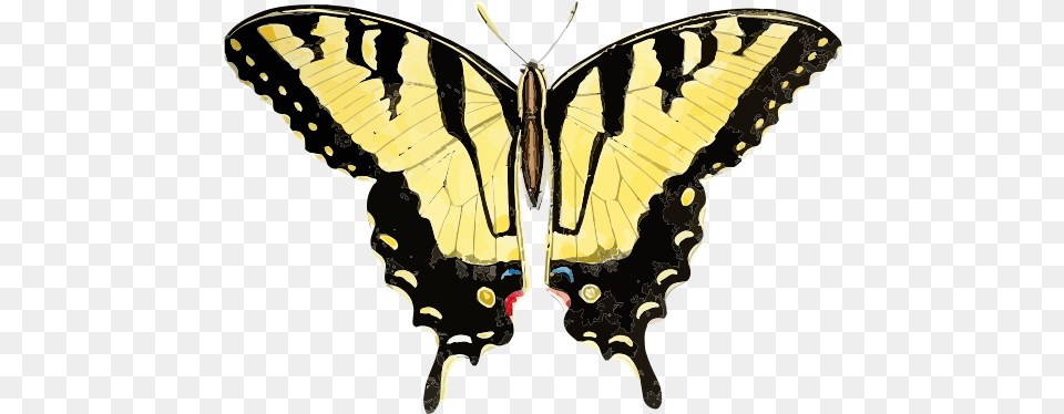 Papilio Glaucus Tracing Straight Lines, Adult, Person, Woman, Female Free Png