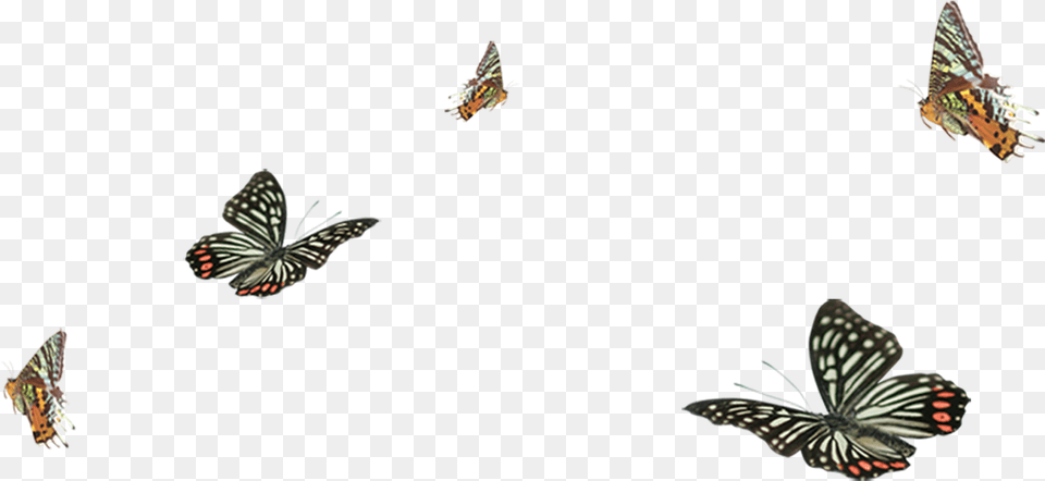 Papilio Machaon, Animal, Bird, Flying, Butterfly Png