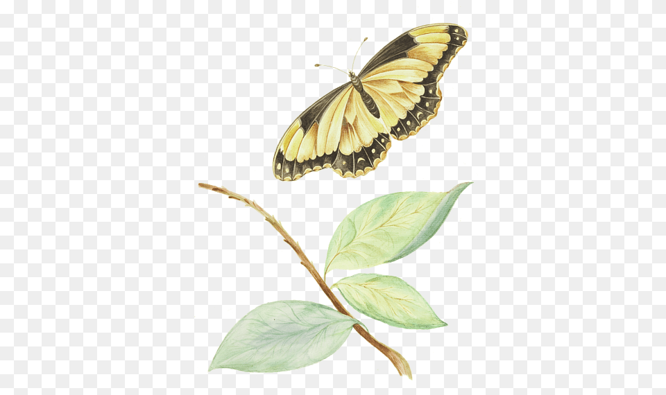 Papilio Machaon, Leaf, Plant, Animal, Insect Png