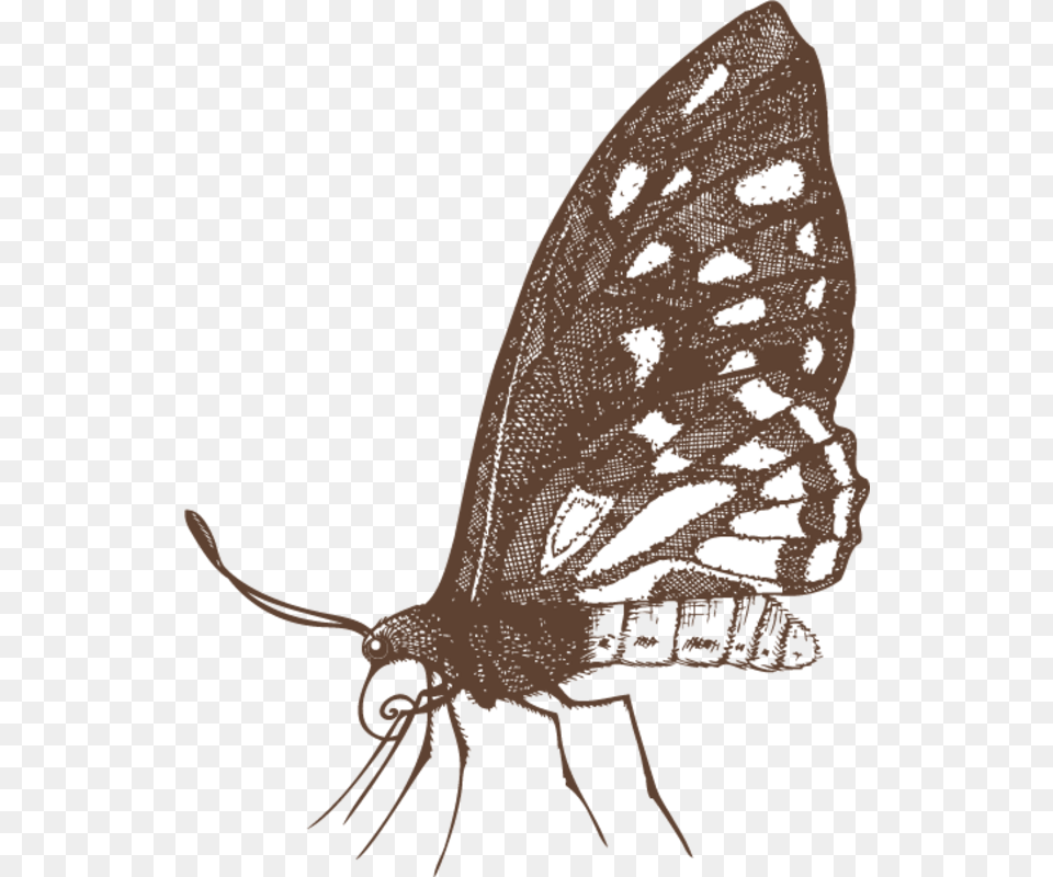 Papilio Machaon, Person, Animal, Butterfly, Insect Free Transparent Png
