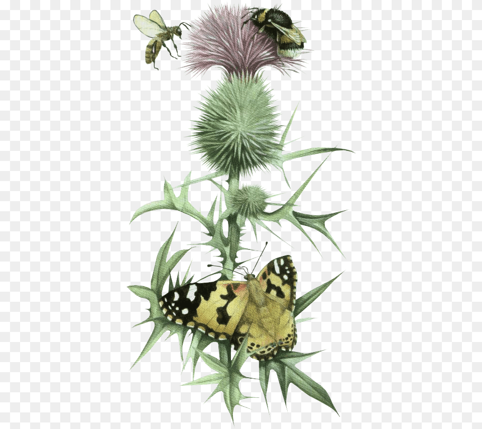 Papilio Machaon, Flower, Plant, Thistle, Animal Png Image