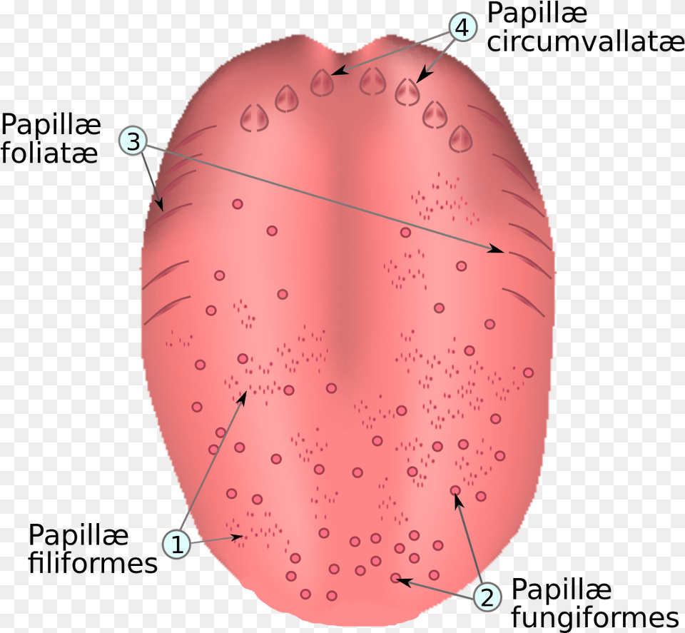Papillae V Lingual, Body Part, Mouth, Person, Tongue Free Png Download
